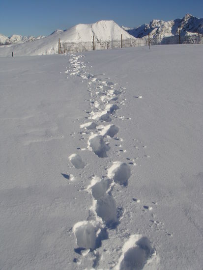 Spuren im Schnee...