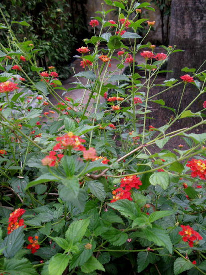 Blumen im Dezember...