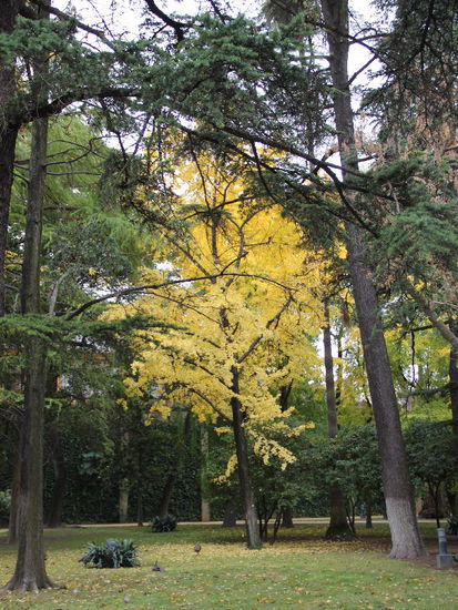 Ein Ginkgo in seinen Herbstfarben...