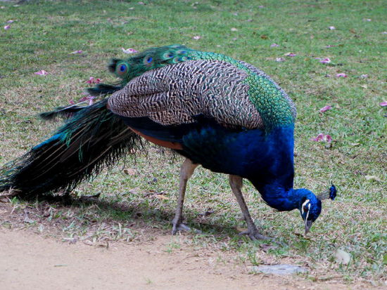 Der königliche Pfau...