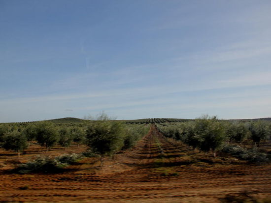 nicht enden wollenden Olivenhainen...