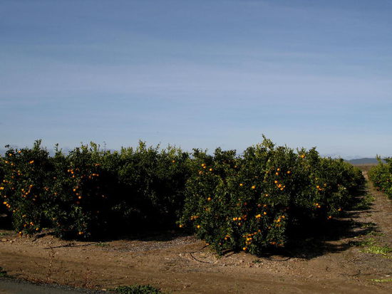 und Orangenplantagen...