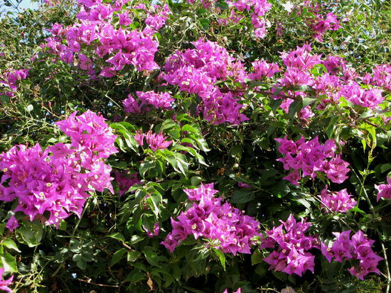 ...es blüht im Dezember...