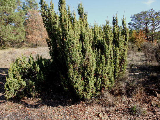 Spanischer Bergwacholder...