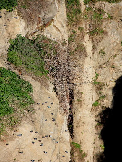 Die Schlucht - ein idealer Brutplatz für Vögel...