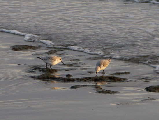 Andere Strandläufer...