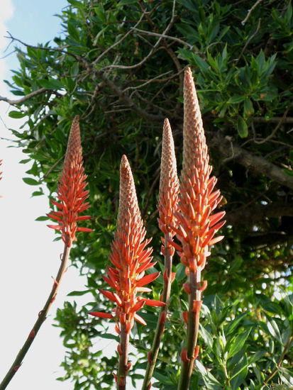 Es blüht an Weihnachten...