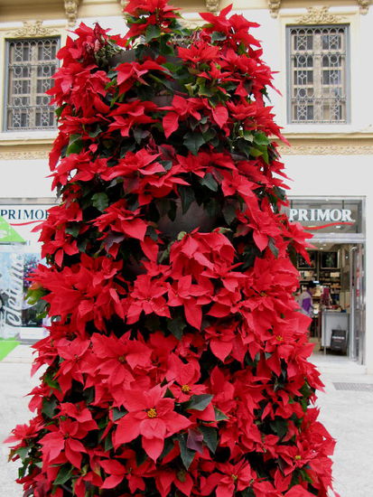 Weihnachtssterne in Hülle und Fülle...