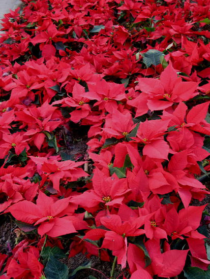 Zurück in der Stadt - die roten Weihnachssterne in Blumenbeeten...