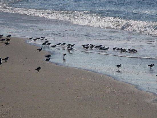 Interessant, diese Vögelchen bei ihrer Nahrungssuche zu beobachten...