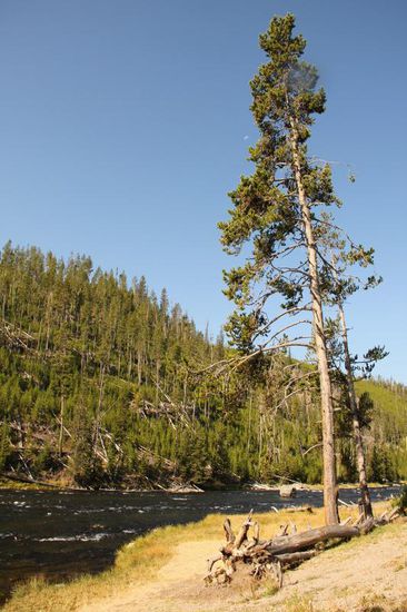 Am nächsten Morgen lockt das schöne Wetter...; wir wollen den Yellowstone NP weiter erkunden...