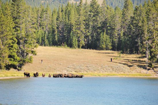 Wir entdecken eine Herde Bisons am See beim Tränken auf ca. 100 m Distanz...