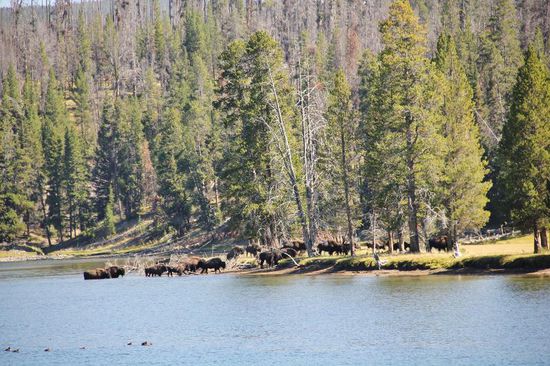 Die Herde schwimmt über den See...