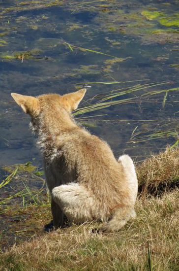 Er scheint "fischen" zu wollen..., gebannt schaut er ins Wasser - vielleicht auch nur sein Spiegelbild betrachtend...?