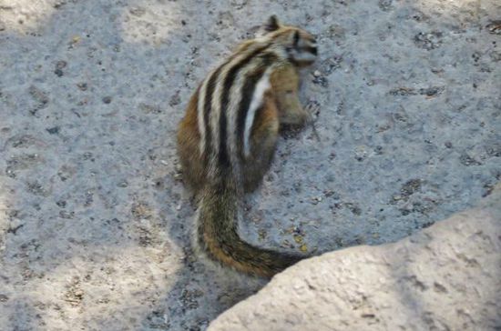 Blitzbesuch von einem Streifenhörnchen...