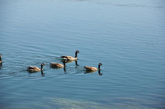 Wieder am Fluss - ein friedliches Bild von Kanada-Gänsen...