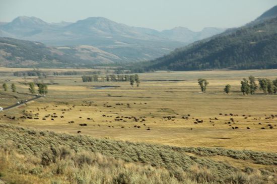 In der Ebene erneut eine grosse Bison-Herde...