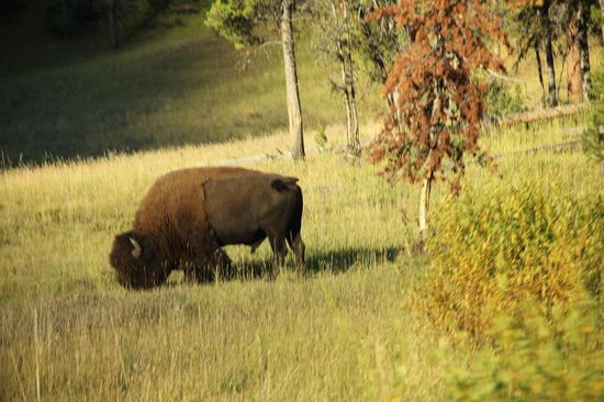 Ein einsamer Büffel-Bulle...