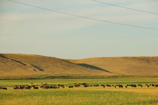 Grosse Viehherden prägen nun das Landschaftsbild...