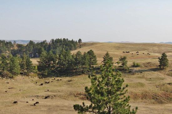 Mal wieder Bisons...; am kommenden Wochenende wäre hier was los, da werden die Bisons zusammengetrieben und gezählt...; wir aber fahren weiter...; In Hot Springs fahren wir auf den CP - Feuer machen - streng verboten, seit Wochen hat es hier nicht mehr geregnet...
