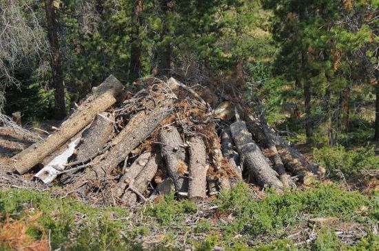 Holzverarbeitung im NP...; Unterschlupf für allerlei Kleintiere...