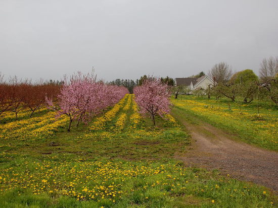 Was für Bäumchen sind das? Blühen wie Mandelbäume...