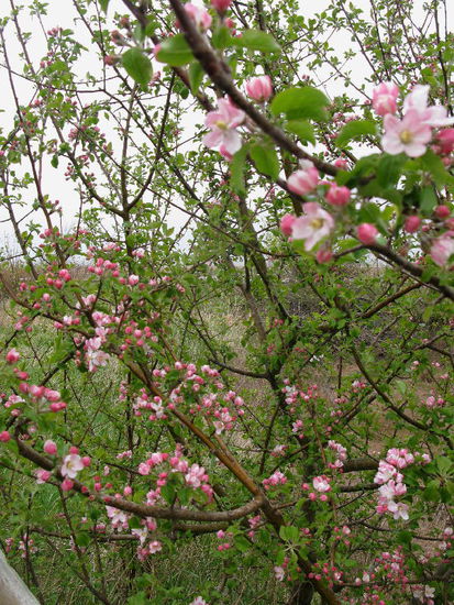 Es beginnt zu regnen, nein zu stürmen...! Des öftern muss ich Leomobil ganz schön korrigieren, um die kräftigen Windstösse zu parieren... Wir entschliessen uns, in Masstown Zuflucht in einem Motel zu suchen, geführt von einem Schweizer Ehepaar... und verbleiben zwei Nächte hier im Trockenen...