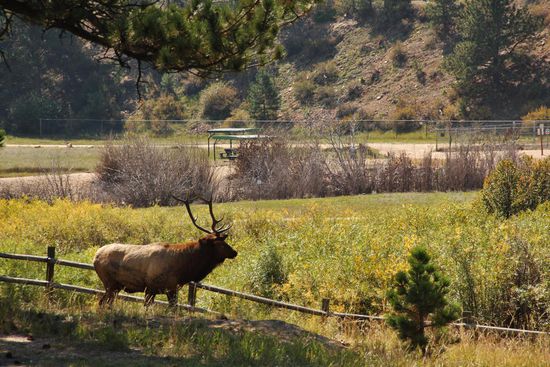 Am Morgen führt dieser kapitale Hirschbock seine Herde am CP entlang...