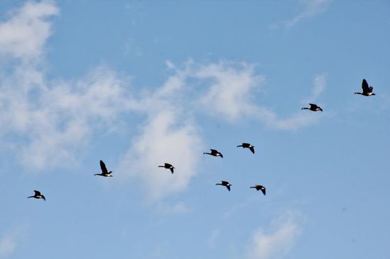 Für uns vergeht die Zeit wie im Fluge... (hier Kanadagänse)