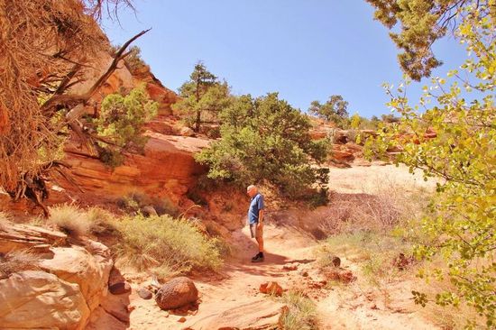Was gibt es denn da zu sehen...? Eine Eidechse, die Ameisen jagt...