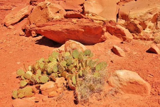 Erstaunlich, was trotz der Trockenheit alles gedeiht...