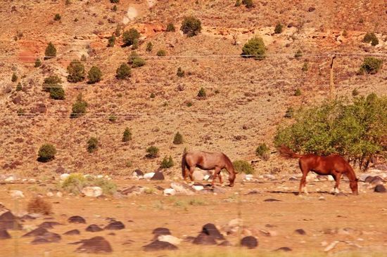 Wir fahren nach Torrey, um eine Garage für Leomobil aufzusuchen...; er verliert tropfenweise Öl...