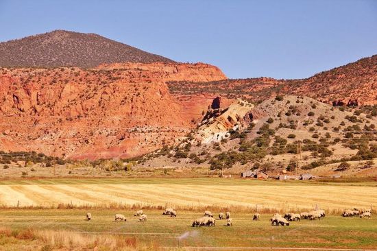 Zur Abwechslung eine Schafherde...