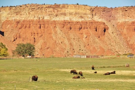 Und eine Büffelherde...