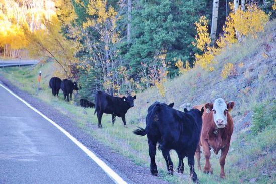 Auf der Passhöhe steht ein besonderes Empfangskomitee...; die Ersten machen "rechtsumkehrt"...
