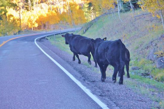 Vorsicht - auf welche Seite hauen sie ab...; natürlich über die Strasse...