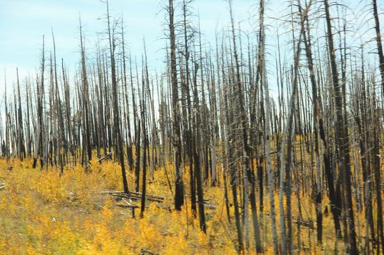 Stumme Zeugen eines Waldbrandes...
