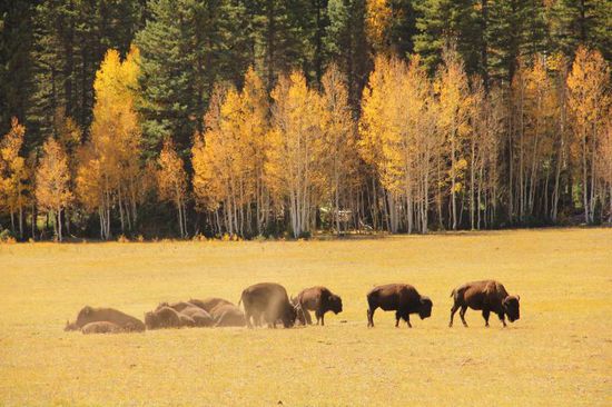 Sie geniessen ein Staubbad...