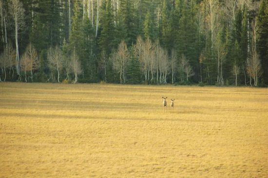 Zum Abschied grüssen uns zwei Hirschlein...
