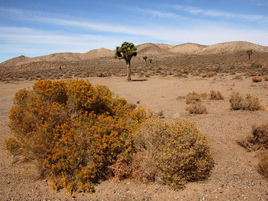Erste Palmen tauchen  auf...; und der Nationalpark liegt ab hier hinter uns...