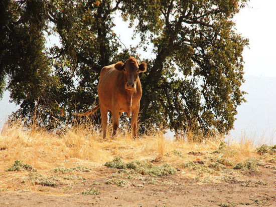 Bitte Vorsicht - die hornlose "Zunft" ist hier vertreten...