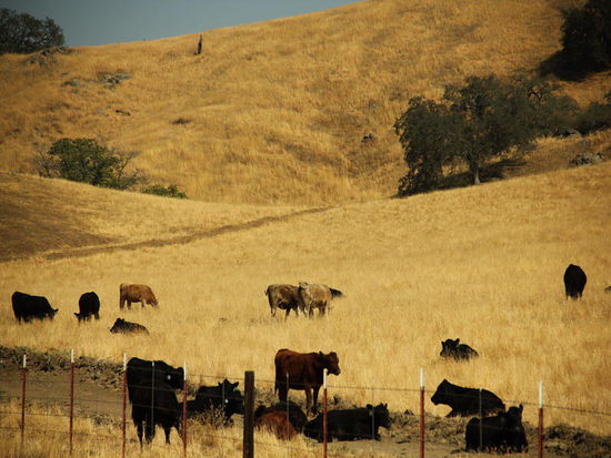 Die Landschaft Richtung Sequoia NP ähnelt sehr der gestrigen...; auf den Anhöhen Landwirtschaft...
