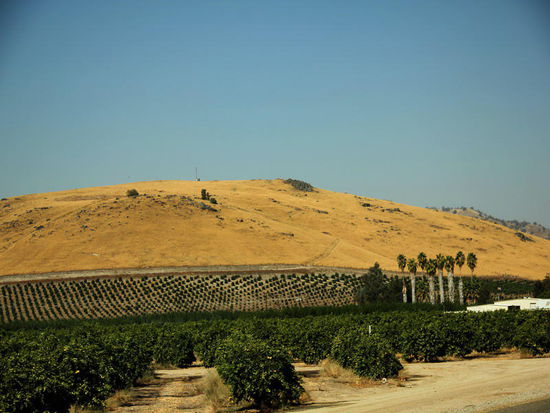 ...und unterhalb die riesigen Plantagen von Orangen und Zitronen...