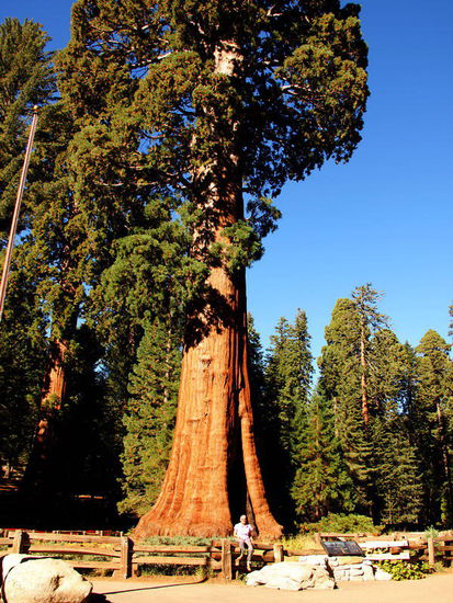 Der General Sherman Tree genannte Mammutbaum ist 84 m hoch und weist einen Basisdurchmesser von 10 m auf. Der Baum gilt als das größte Lebewesen der Welt. Die Riesensequoias werden vermutlich bis zu 3200 Jahre alt. Früher ging man sogar von einem Höchstalter von 4000 oder gar 6000 Jahren aus.