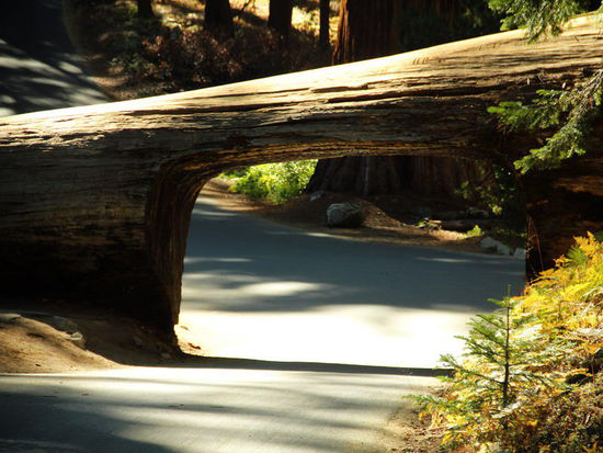 Baumtunnel...! Für uns hat's nicht gereicht...