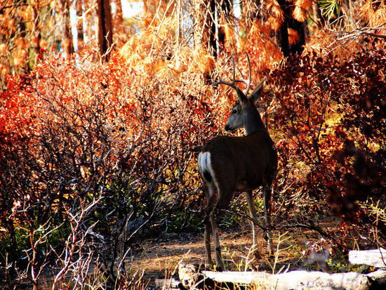Dafür als Ersatz...