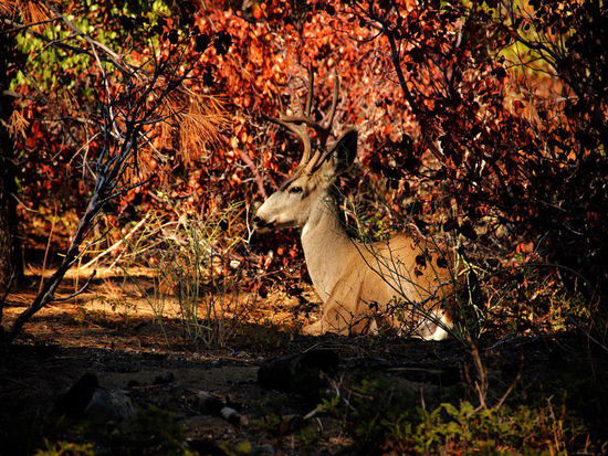 ...diesen schönen Rehbock...