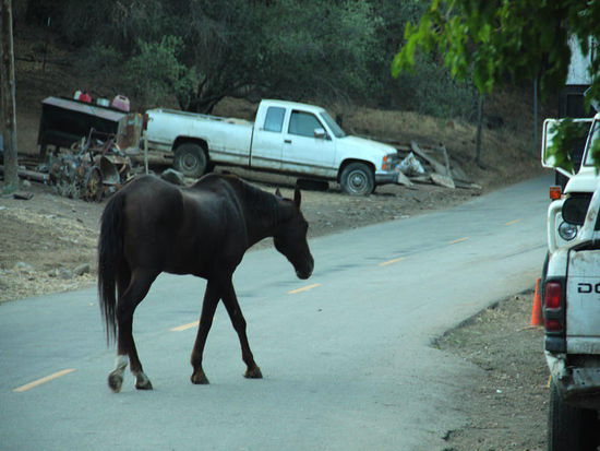 Was einem da nicht alles über die Strasse läuft...