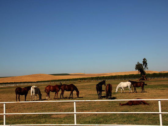 Offenbar gehört es zum guten Ton, ein paar Pferde auf der Koppel zu haben...