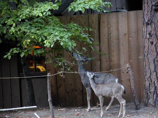 Bei einem Camp gesehen...; "Was Hänschen nicht lernt..."!